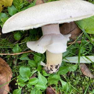 Yellow-foot Agaric