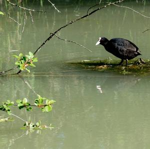 Common Coot