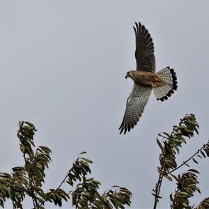 Common Kestrel