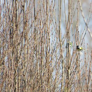 Great Tit