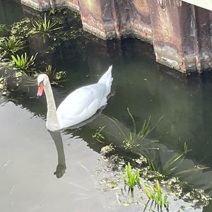 Mute Swan