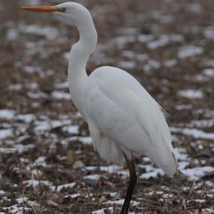 Great Egret