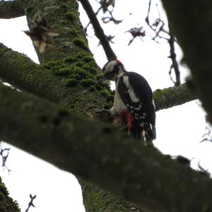 Great Spotted Woodpecker