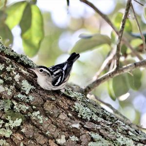 Black-and-white Warbler