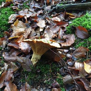 False Saffron Milk Cap