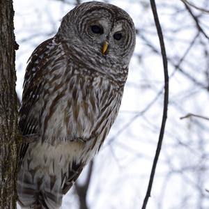 Barred Owl