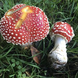 Fly Agaric