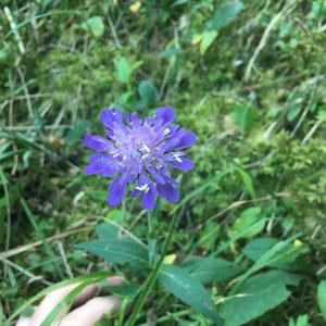 Unknown Species