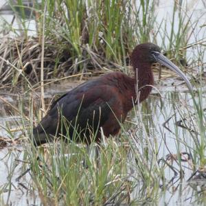 Glossy Ibis