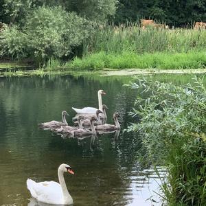 Mute Swan