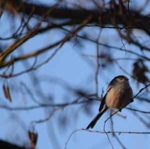 Long-tailed Tit