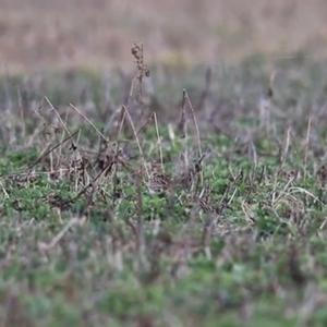 Eurasian Skylark