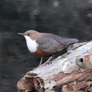 White-throated Dipper