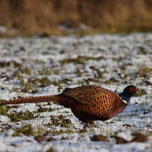 Common Pheasant