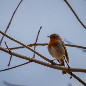 European Robin