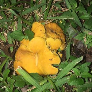 Chanterelle, Common