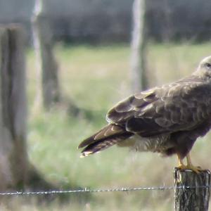 Common Buzzard