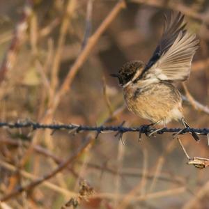 European stonechat