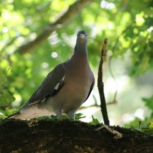 Common Wood-pigeon