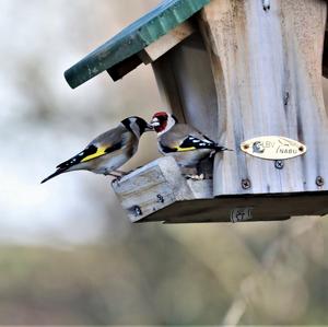 European Goldfinch