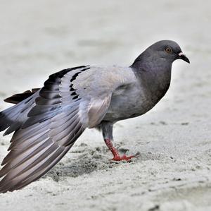 Rock Pigeon