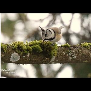 Crested Tit