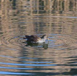 Common Moorhen