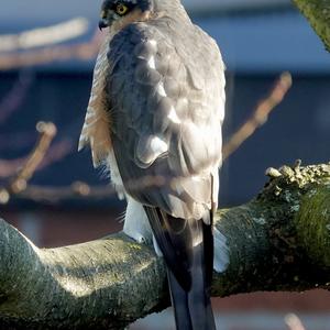 Eurasian Sparrowhawk