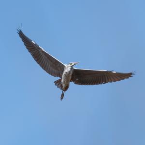 Grey Heron