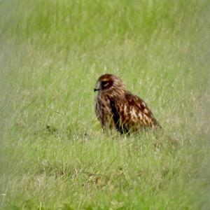 Northern Harrier