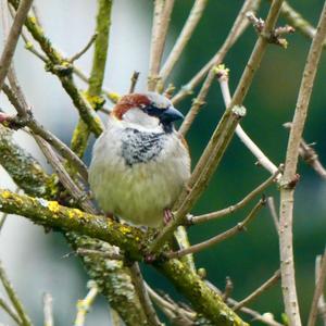 House Sparrow