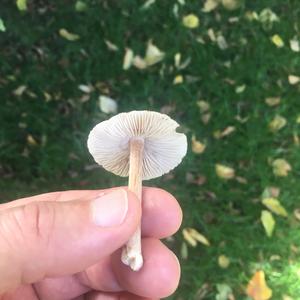 Unknown Species