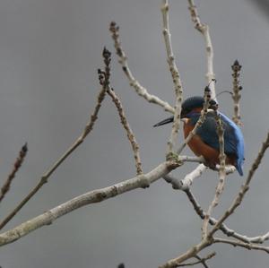 Common Kingfisher