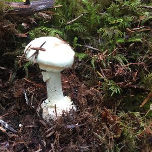 Death Cap