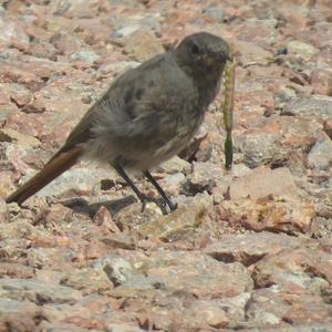 Black Redstart