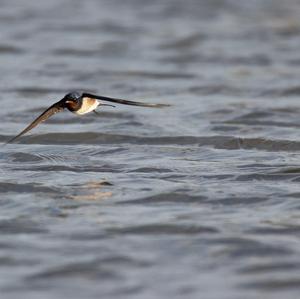 Barn Swallow