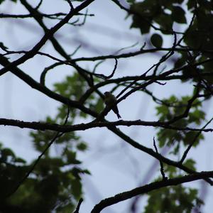 European Serin