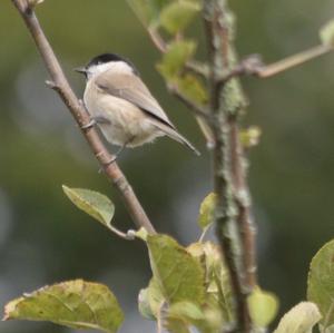 Marsh Tit