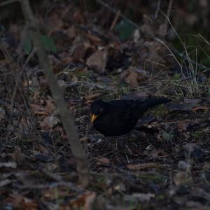 Eurasian Blackbird