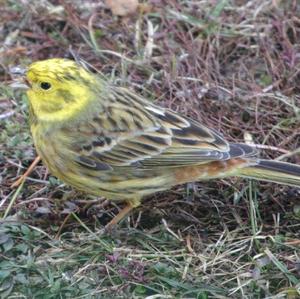 Yellowhammer