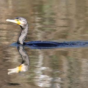 Great Cormorant