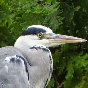 Grey Heron