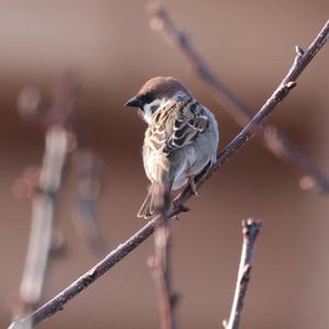 Eurasian Tree Sparrow