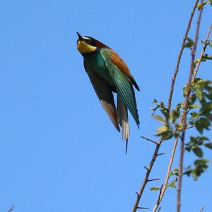 European Bee-eater