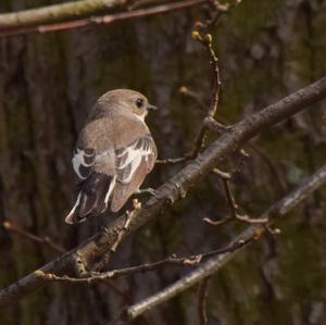 European Pied Flycatcher