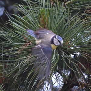 Blue Tit