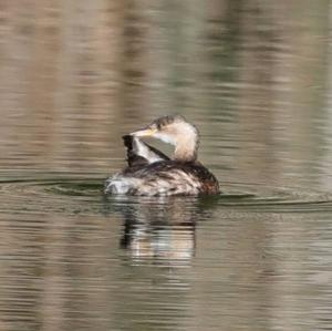 Little Grebe