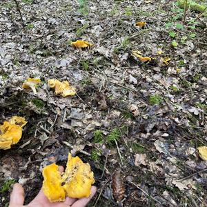 Chanterelle, Common