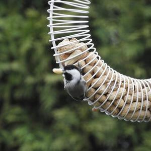 Black-capped Chickadee