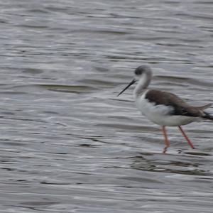 Black-winged Stilt